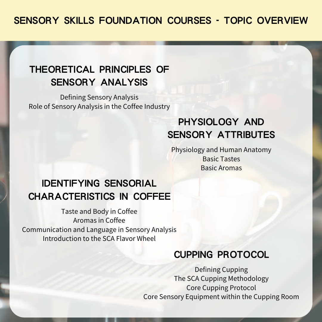 SCA Sensory Skills Foundation International Coffee Tasting Training Basic Certificate Course